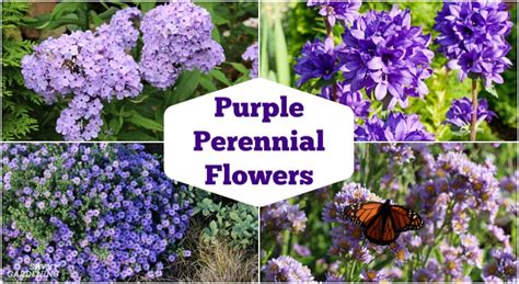 Purple Perennial Flowers