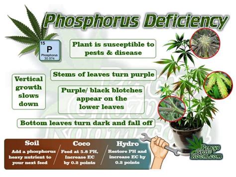 Phosphorus Deficiency – Deficiencies & Excess – Percys Grow Room: Cannabis Growers Forum