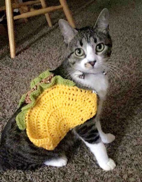 Taco Pet Costume Taco Cat Costume Taco Costume for Dogs | Etsy