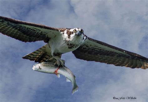 The Osprey Have Chosen | Osprey, Fish hawk, Beautiful birds