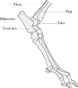 Hock | definition of hock by Medical dictionary