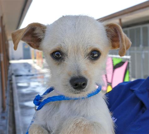 Pet of the Week: Panda, a Chihuahua-terrier mix, available for adoption ...