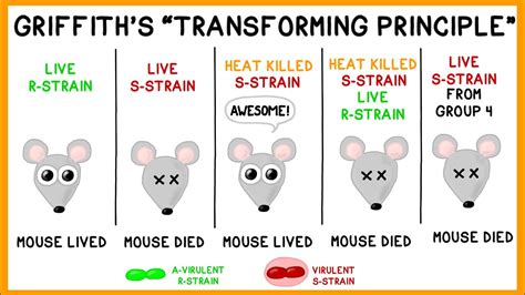 Griffith's Experiment: Bacterial Transformation - YouTube