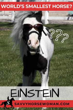 Einstein Horse - World's SMALLEST? [Get the Facts!]