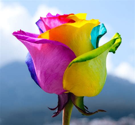 Rainbow Roses, What are they? | Magnaflor® Blog