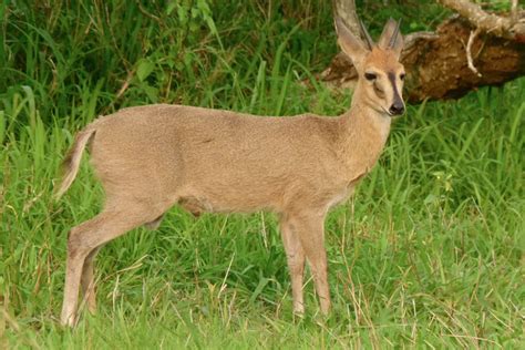 Duiker $300 (USD) – Chivic African Safaris