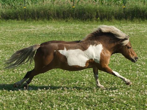 Miniature Horse Breed Information | Appearance, Care | UK Pets