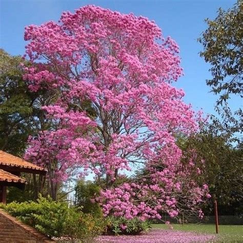 Natural Tabebuia Rosea Tree, For Plantation at Rs 650 in New Delhi | ID ...