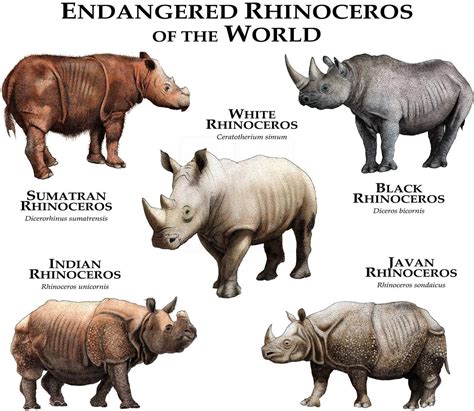 Rhinos of the World Poster Print - Etsy | Javan rhinoceros, Rare animals, Rhinoceros