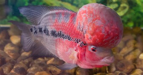 The Flowerhorn Cichild: Care, Lifespan, Tankmates, Food and More