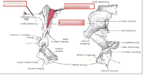 Palatine bone Diagram | Quizlet