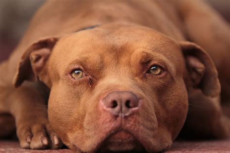 Red Nose Pitbull: Breed Facts, History and Differences