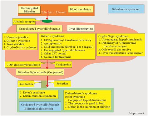 How To Increase Bilirubin - Goalrevolution0