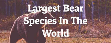 10 Largest Bear Species In The World - Largest.org