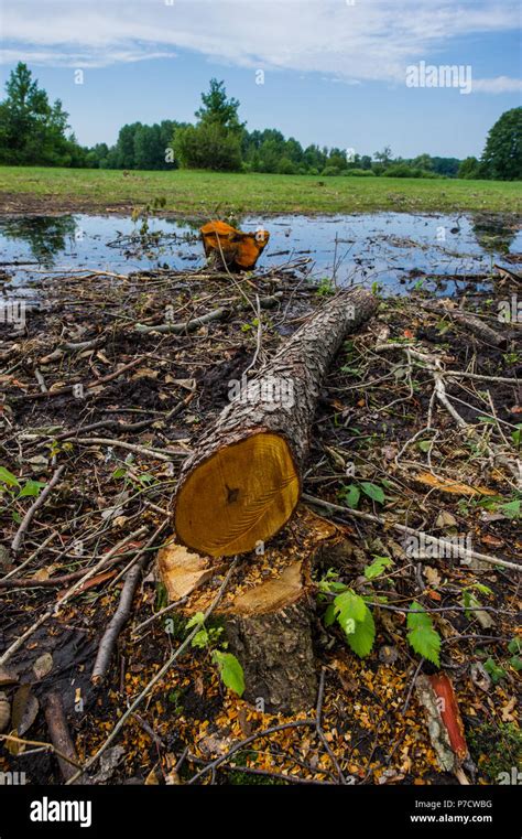 Slash And Burn Deforestation High Resolution Stock Photography and Images - Alamy