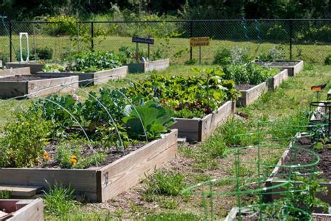 15 Vegetable Garden Ideas – Forbes Home