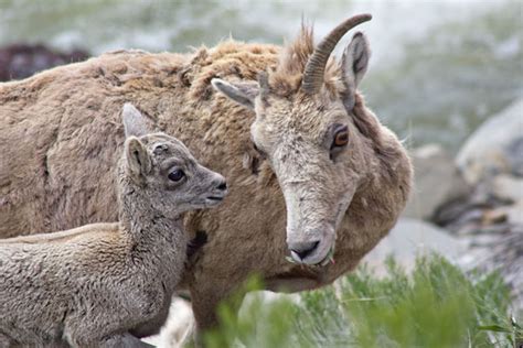 5 Reasons to Visit Yellowstone This Spring