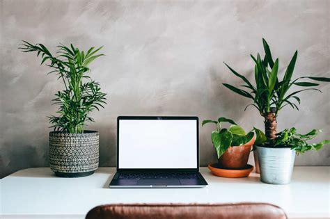 7 Awesome Good Luck Feng Shui Plants For The Office Desk