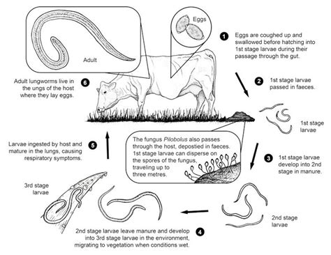 Roundworm: lungworm life cycle - WormBoss