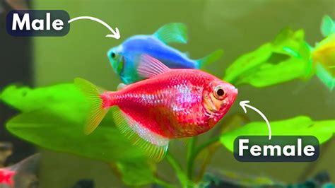 How To Identify Widow Fish Male And Female GLOW Colour