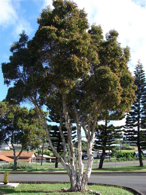 Melaleuca species (Melaleuca, Broad-leaved Paperbark, Punk Tree, Tree ...