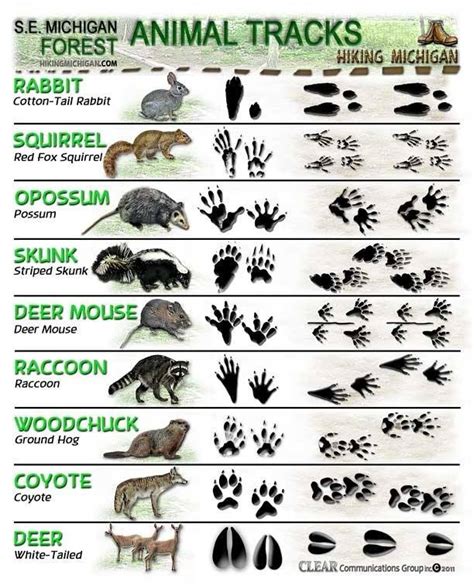 ANIMAL TRACKS IDENTIFICATION CHART | BackYard Chickens