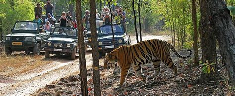 Enjoy Jungle Safari In Dandeli Wildlife Sanctuary