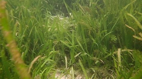 August 6, 2018 Dense Eelgrass Meadows Create Excellent Habitat | Save ...