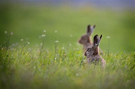 Peak District Wildlife - Hares | Peak District Online