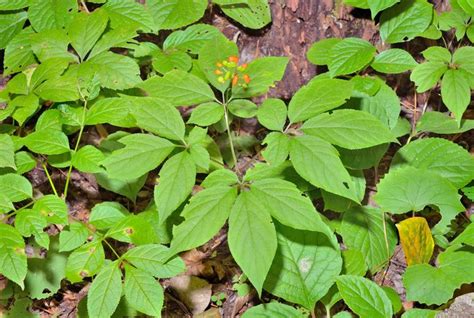 ginseng | Description, Traditional Medicine, & Species | Britannica