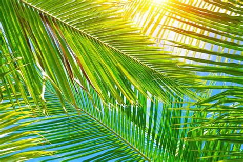 Green palm leaves border stock image. Image of leaves - 32212765