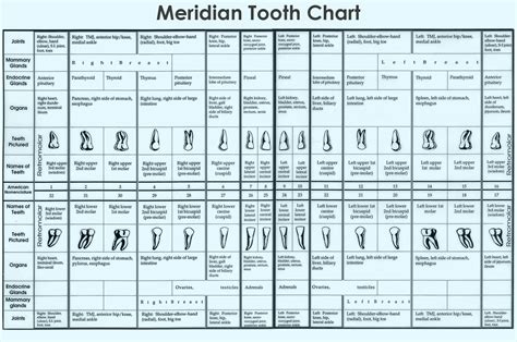 Understanding The Meridian Tooth Chart - Best ToothPaste