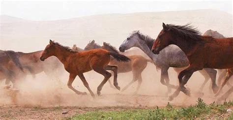 400 wild horses gallop through Turkey's ...