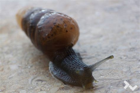 Snail Macro / Macro Caracol on Behance