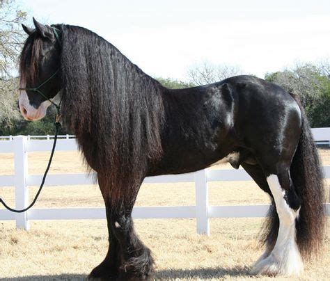 61 HORSES- Shire ideas | horses, draft horses, shire horse