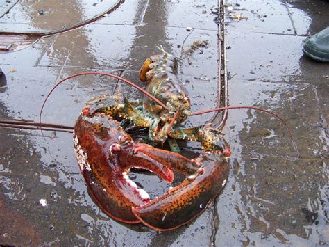 50 Unbelievable Facts About Lobsters: Ultimate Guide 2024