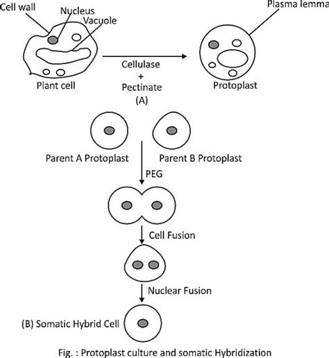 Concept of Somatic Hybridization, Somatic Embryogenesis, and its ...