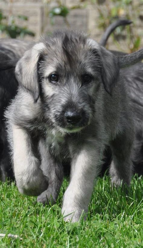 Wolfhound pip | Wolfhound puppies, Irish wolfhound puppies, Irish wolfhound