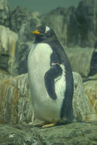 Lady Gaga Illuminati: central park zoo penguins