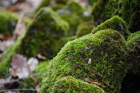 Moss | AskGardening