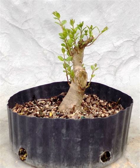 Chinese Privet Gallery | Bonsai South