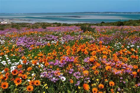 Cape Town Chronicles: West Coast Wild Flowers