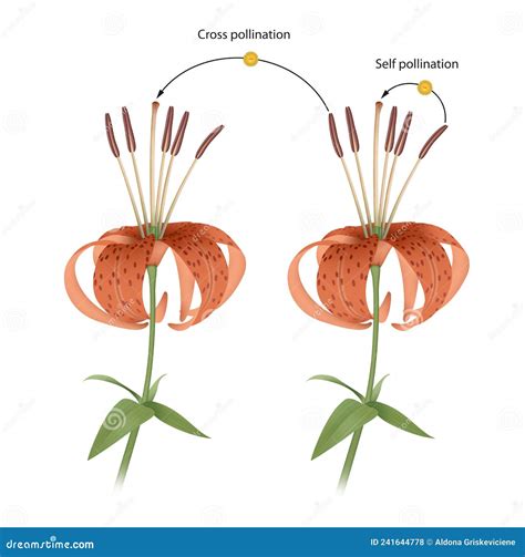 The Process of Cross and Self Pollination. Reproduction in Plant Stock Illustration ...