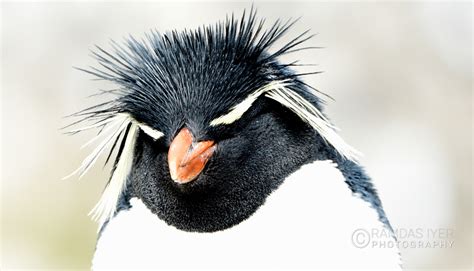 Falkland Islands Wildlife – Ramdas Iyer Photography