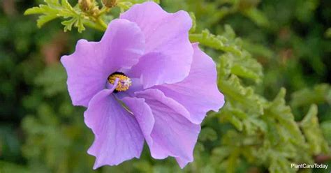 Blue Hibiscus Plant: How To Grow and Care for Alyogyne Huegelii