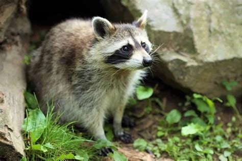 Why Do Raccoons Like Shiny Things? Which Shiny Things Do They Like...