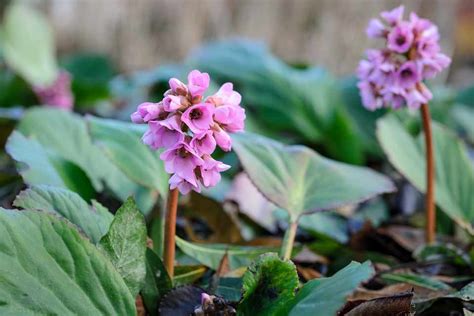 Flowering Ground Cover Shade Plants - BBC Gardeners World Magazine