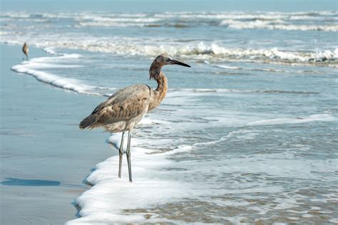 Port Aransas tourist guide: What to do, see and eat on a spring trip