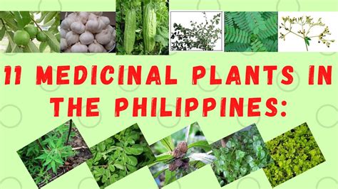 11 Medicinal Plants in The Philippines and Benefits #herbal #healthyfood #superfood - YouTube