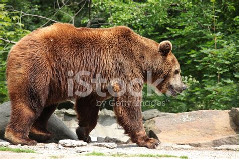 Ursus Arctos Stock Photo | Royalty-Free | FreeImages